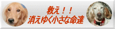 sukue.gif